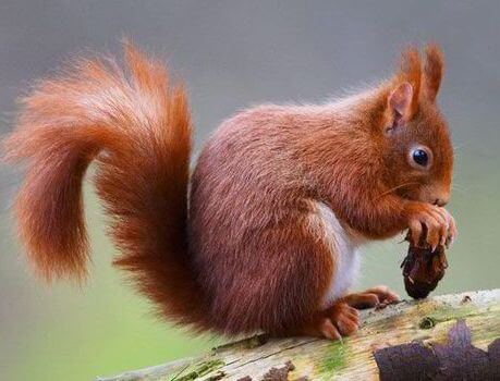 L’augmentation du nombre d’écureuils roux stimule le tourisme au Royaume-Uni